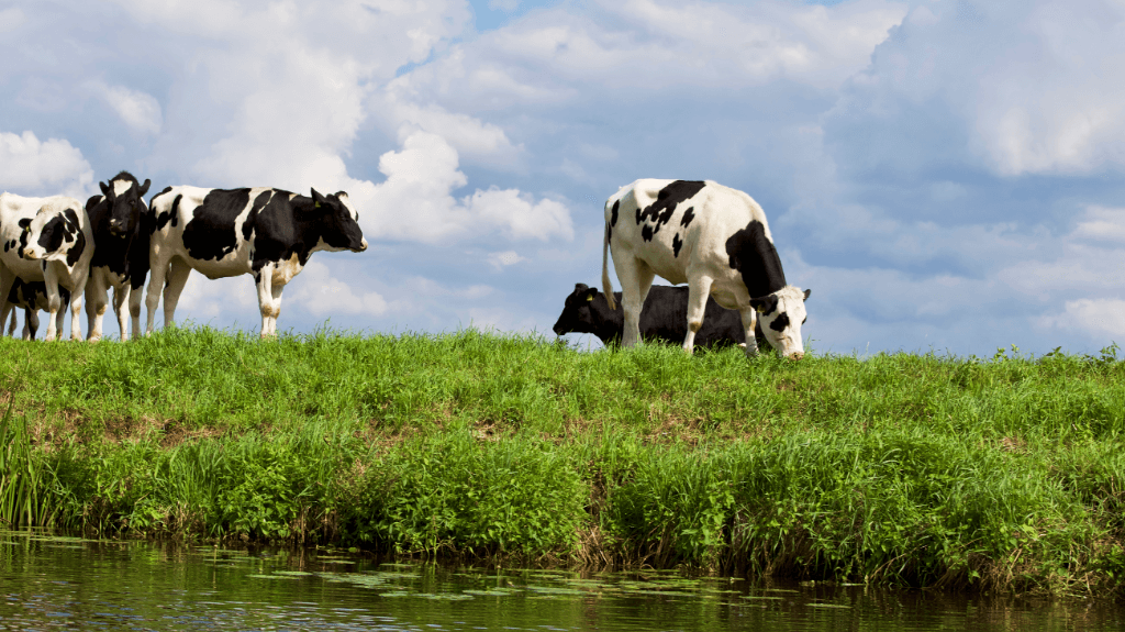 natuur koeien weiland boeren agrarisch